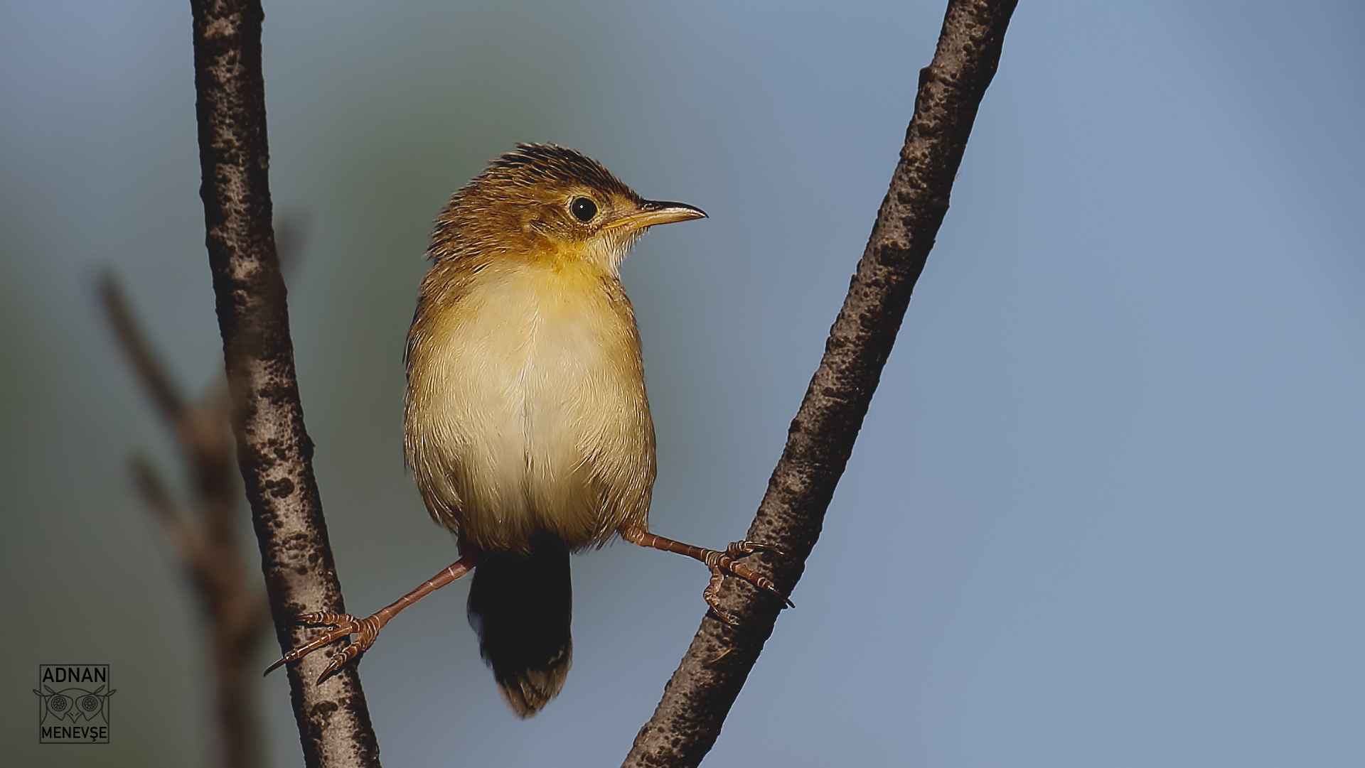 Zitting Cisticola
